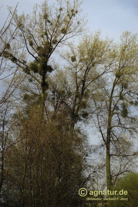 Pappeln mit Misteln im Schutzgebiet Pappelwald