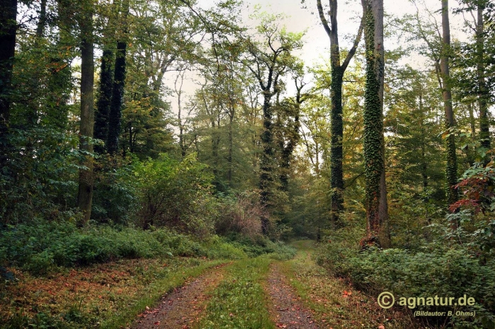 Frühherbst im Wald am Landwehrfeld bei Wohlenhausen im Jahr 2014